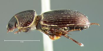 Media type: image;   Entomology 34304 Aspect: habitus lateral view